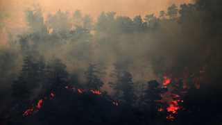 Forest fire in Cyprus leaves four dead