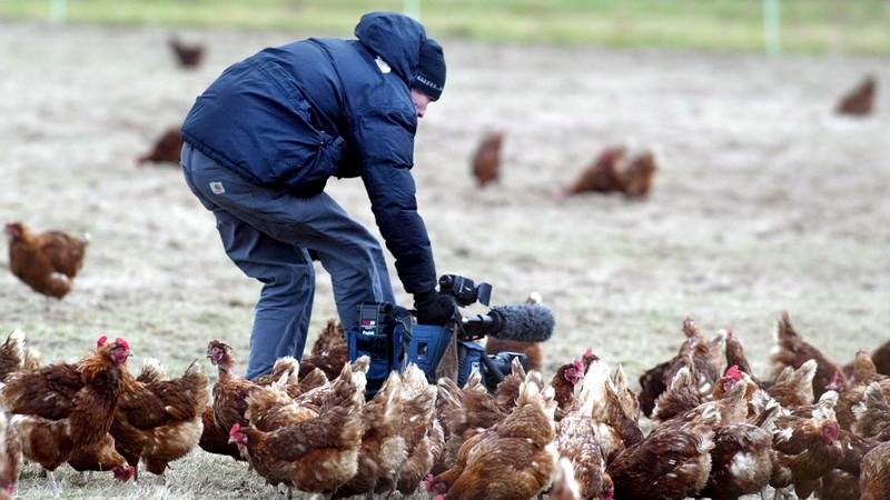 France detects 5 bird flu outbreaks