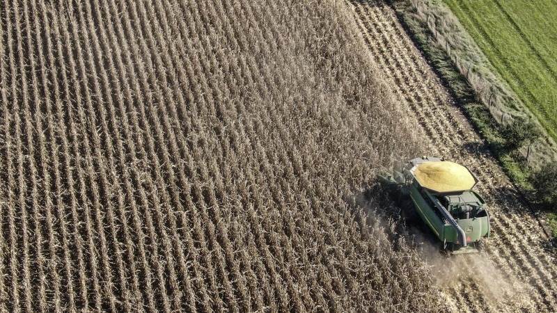 UK cuts red tape on plant gene editing research