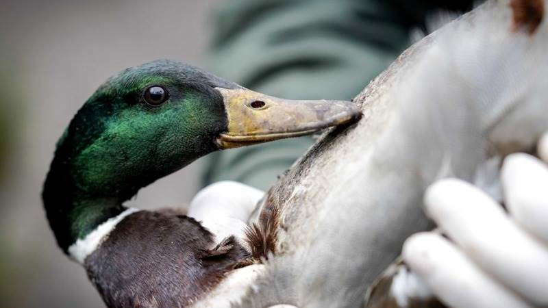 New York authorities register bird flu