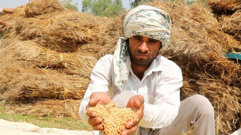 India suspends wheat exports