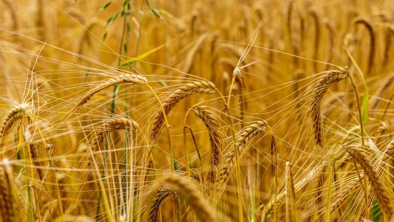 Grain elevator destroyed after Ukrainian shelling – report