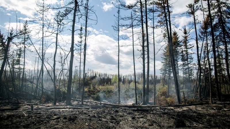 Canada’s Alberta declares state of emergency amid wildfires