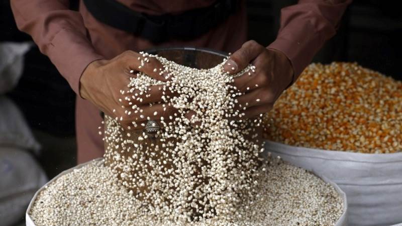 Zaporizhzhia announces readiness to export grain to African countries