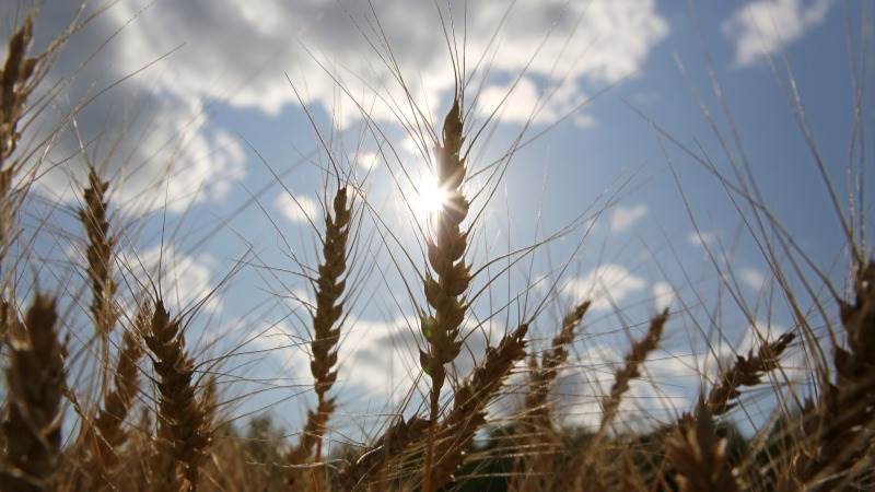 Russia considering grain deal alternatives