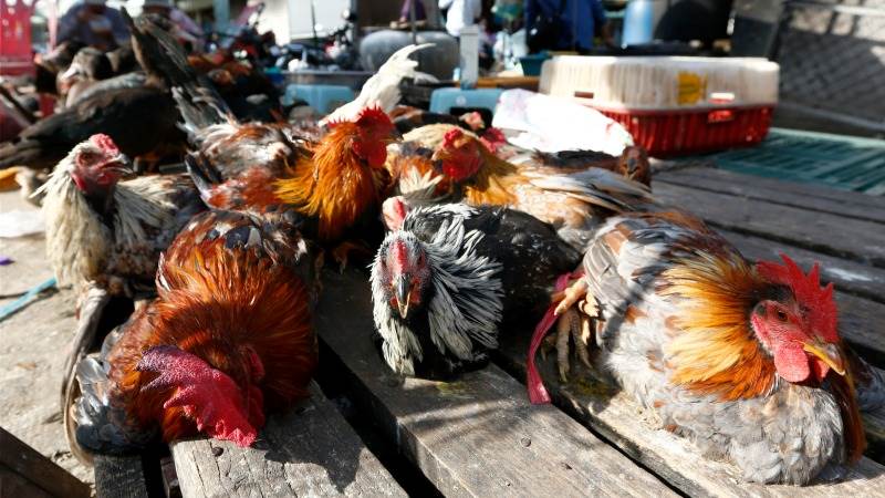 WHO confirms first fatal human case of H5N2 bird flu